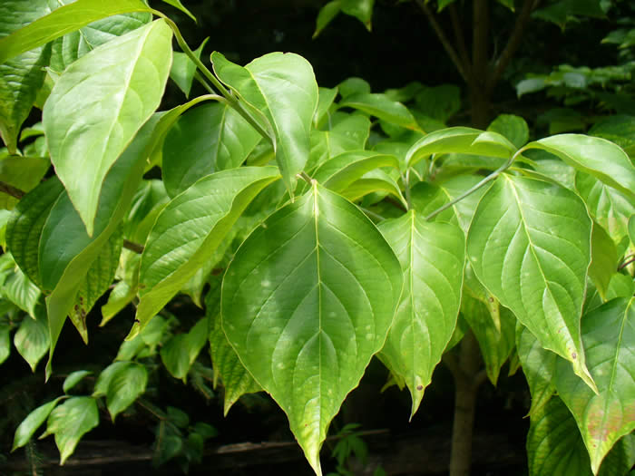 Eastern Flowering Dogwood Leaves