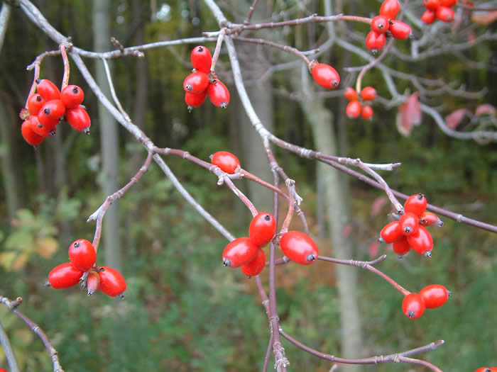 Eastern Flowering Dogwood Fruits