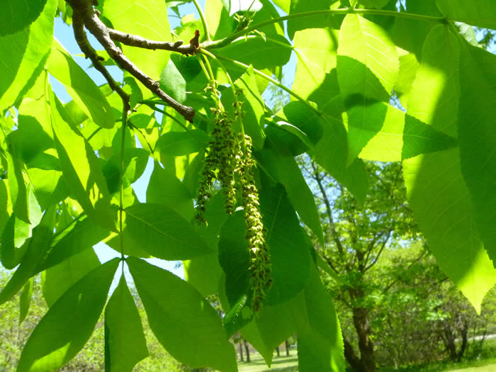 Shagbark Hickory Leaves