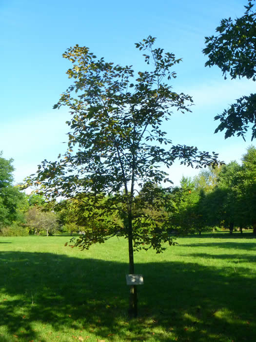 Pignut Hickory Tree