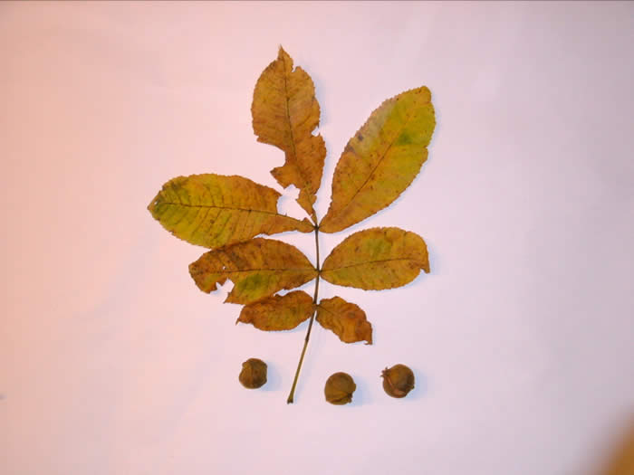 Shagbark Hickory Leaf and Nuts