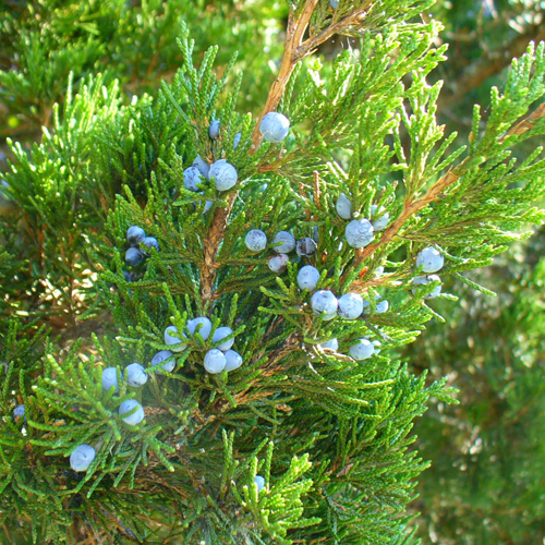 Red Cedar Cones