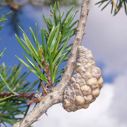 Jack Pine Cone