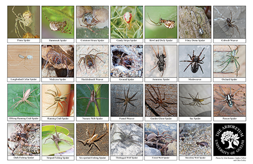 a selection of spiders