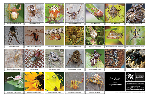 a selection of spiders