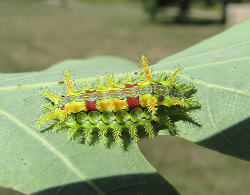 Spiny Oak Slug Moth caterpillar