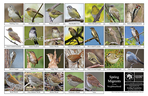 a selection of spring migrants