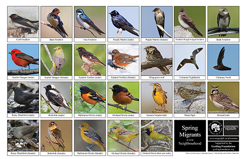 a selection of spring migrants