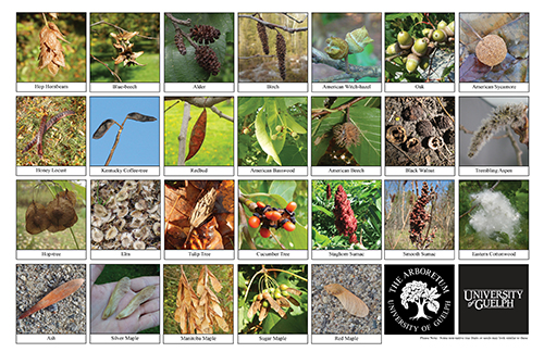 tree fruits and seeds biodiversity sheet - side 1