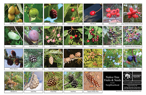 tree fruits and seeds biodiversity sheet - side 2