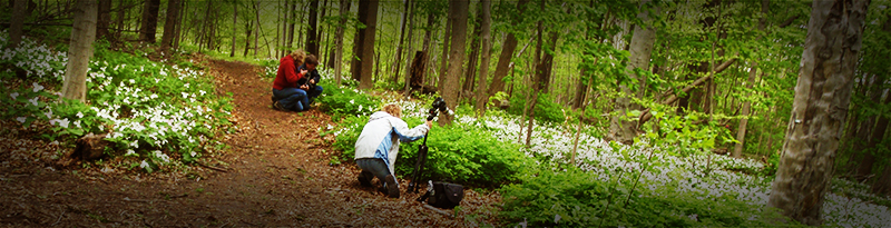 people taking photos along victoria woods trail