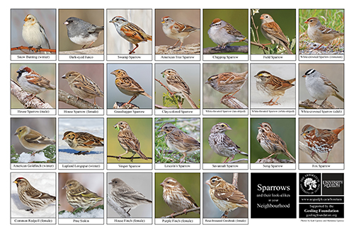 a selection of sparrows