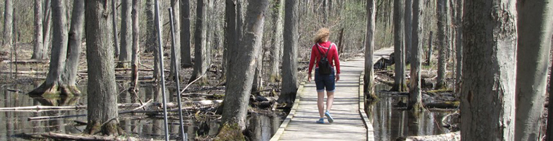 photo of person walking along wild goose woods boardwalk
