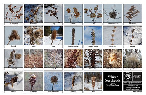 a selection of winter seedheads