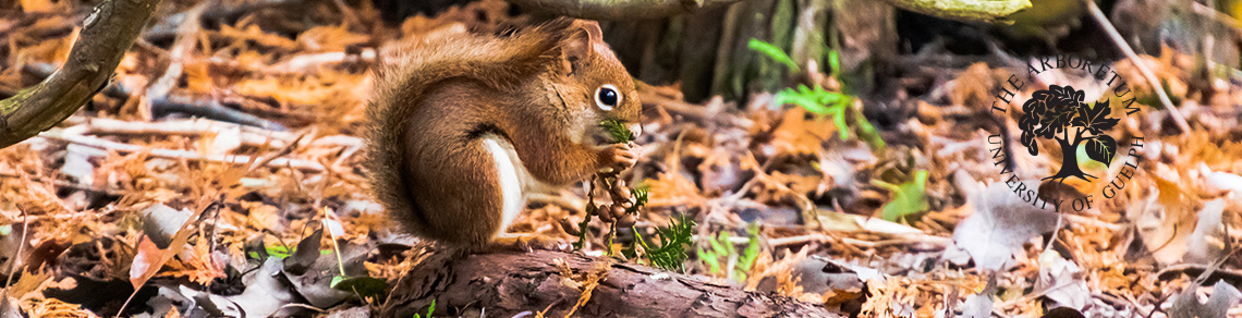 A red squirrel eating cones