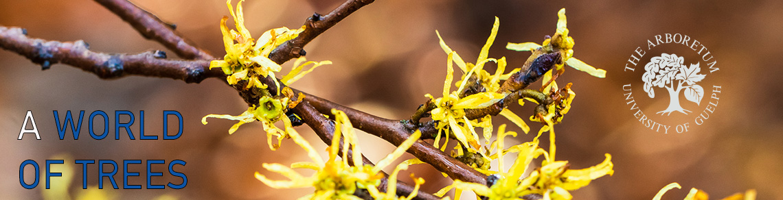Banner image of close up Witch Hazel flowers