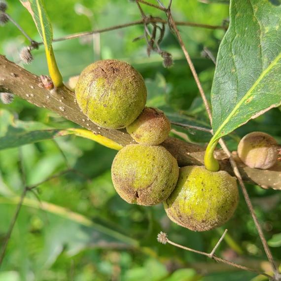 A Rough Bullet Gall Wasp