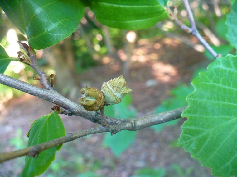 American Witch Hazel