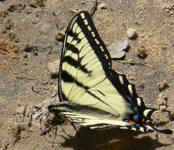 A Tiger Swallowtail
