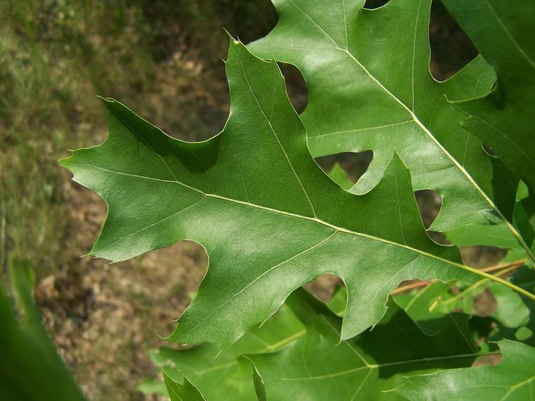 A Red Oak Leaf