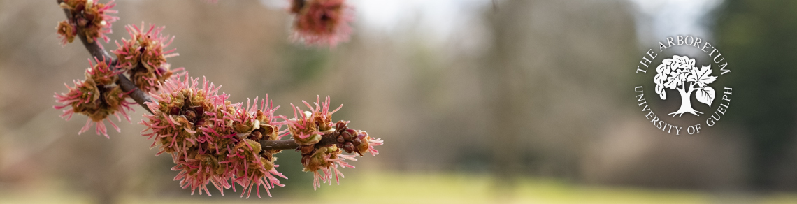 decorative image of a maple flowers 