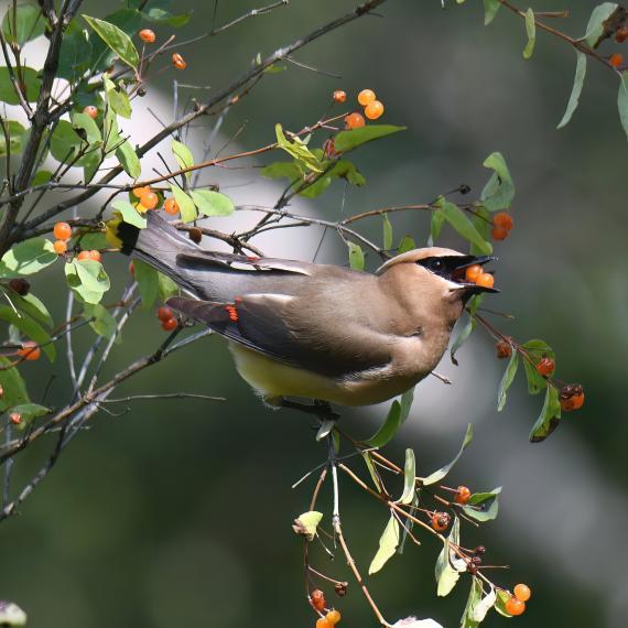 A Cedar Waxwing