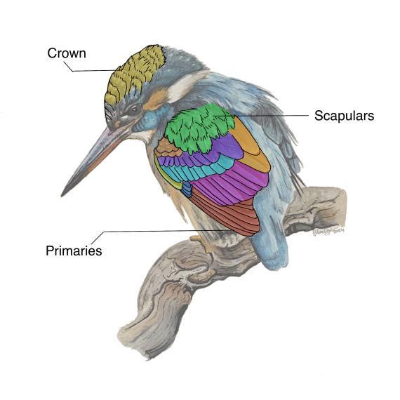 A Bird Anatomy Illustration 
