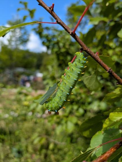A Cecropia Moth