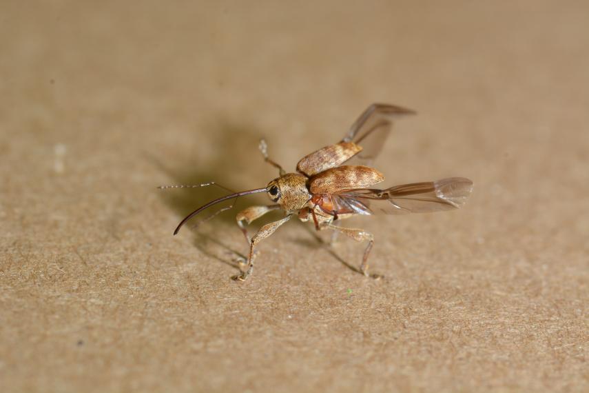 An Acorn Weevil
