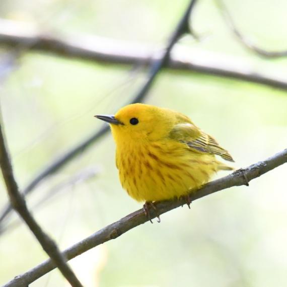 A Northern Yellow Warbler on a branch