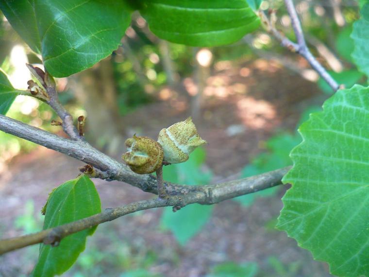 American Witch Hazel