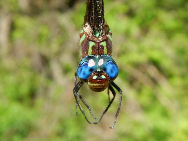 Swamp Darner