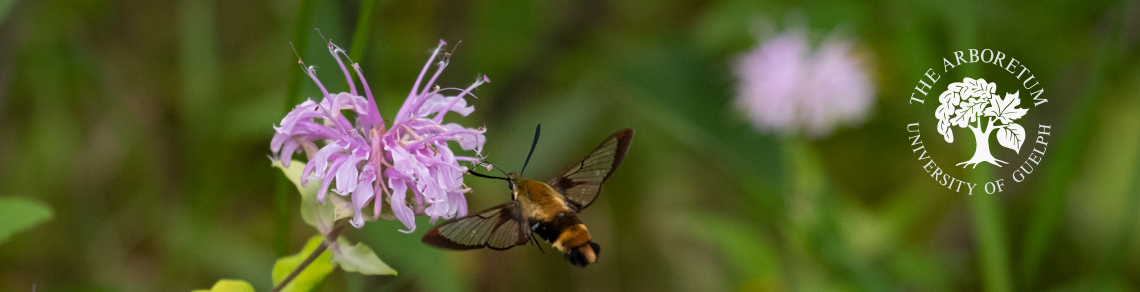 colour photo of a clearwing moth feeding on a purple flower 