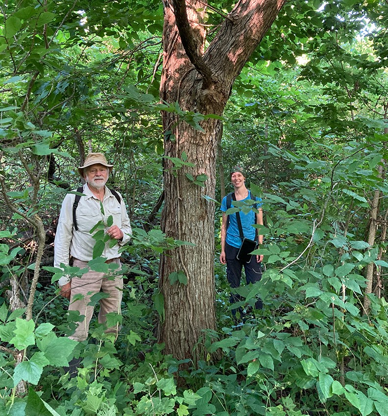 People standing with a large red mulberry tree