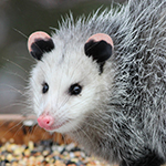 baby oppossum