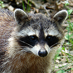 baby raccoon