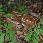 White-tailed Deer fawn photo by Bryna Belisle