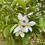 White apple blossoms in peak spring bloom.  photo by Mikaela Ryan