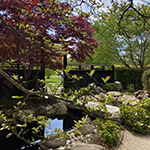 Our Japanese garden on a sunny day, featuring a vibrant Japanese maple and calm water. photo by Mikaela Ryan