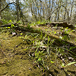 Delicate sedge foliage and mosses decorate the floor of Victoria Woods. photo by Mikaela Ryan