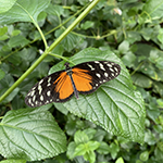 A brush-footed butterfly with orange, black, and white colours. photo by Mikaela Ryan
