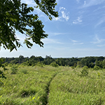 A meadow of native grasses with a thin, worn path. photo by Mikaela Ryan