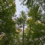 A canopy of various species of hardwoods. Summer light filters into the forest floor below. photo by Mikaela Ryan
