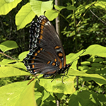 A Red-spotted Purple Butterfly on vegetation