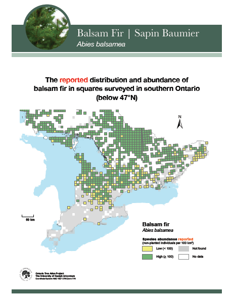 Map indicating the distribution of balsam fir in Ontario.