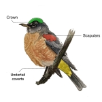 image of a bird with the crown, scapulars and primaries highlighted and identified