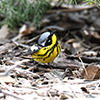 Magnolia Warbler photo by Joseph Langlois