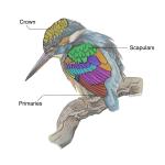 bird anatomy illustration