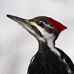 winter birdwatching hike