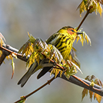 Cape May Warbler in tree